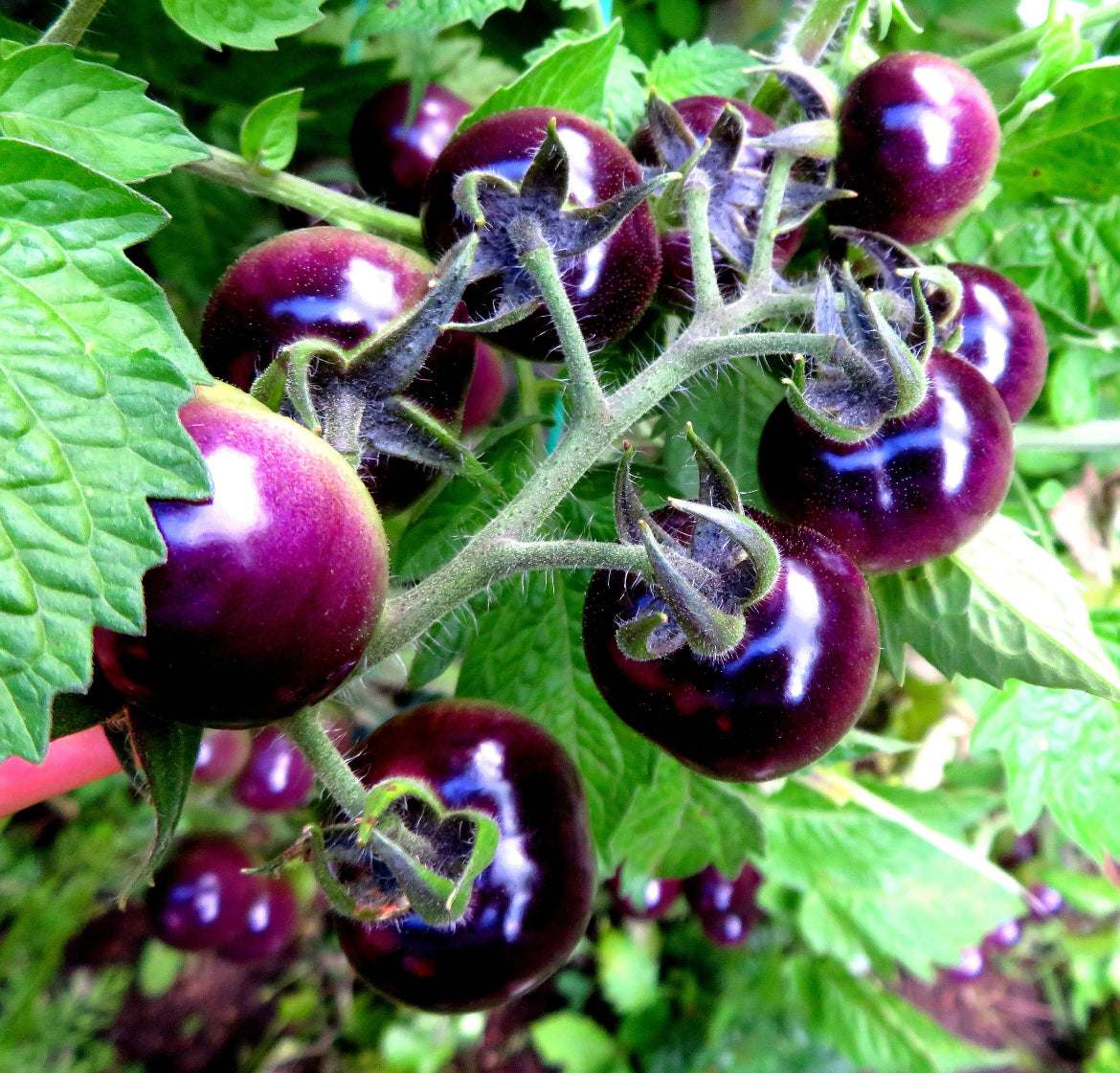 Blueberry Tomato