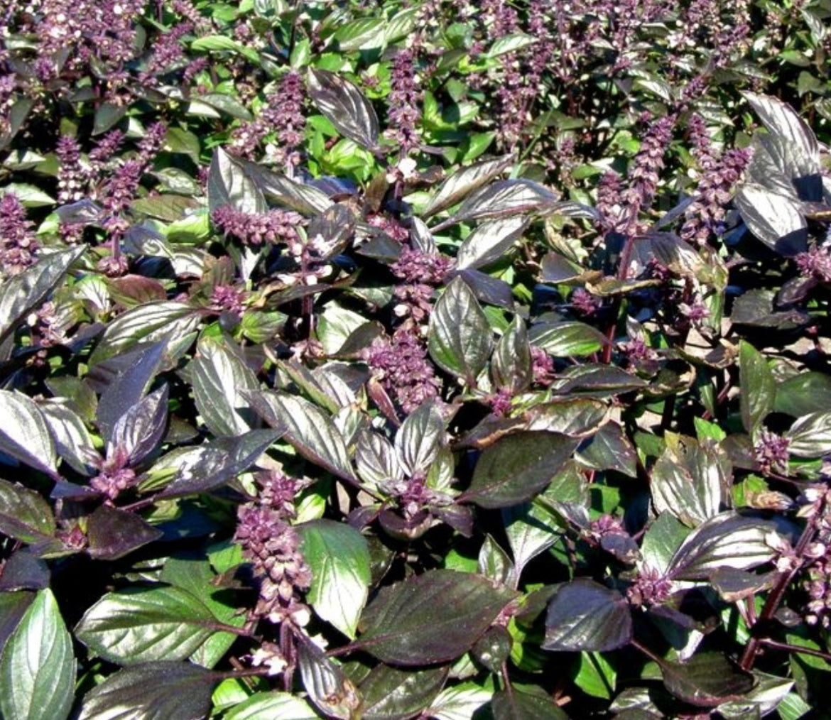 Radiance Basil