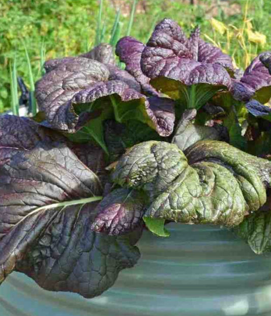 Giant Red Mustard