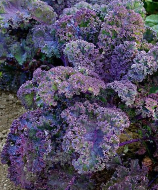 Scarlet Kale