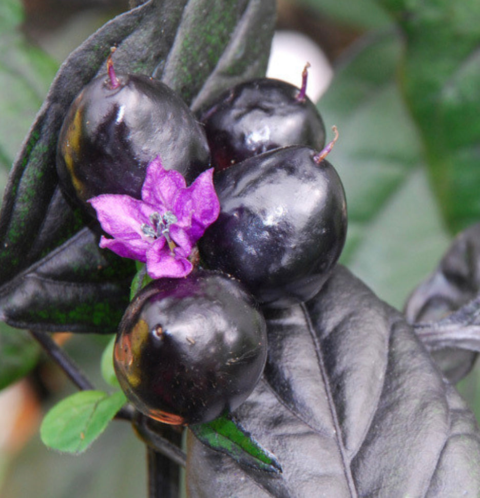 Black Pearl Pepper