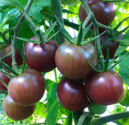 Black Cherry Tomato