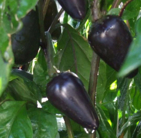 Black Jalapeño