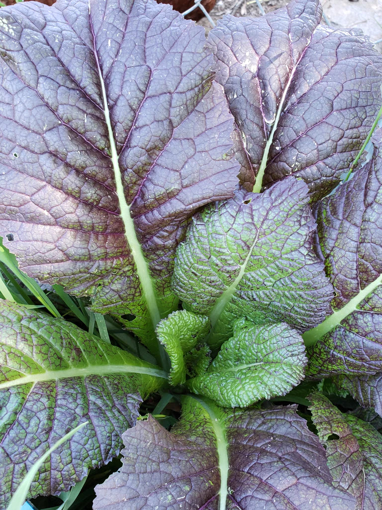 Osaka Purple Mustard Seeds