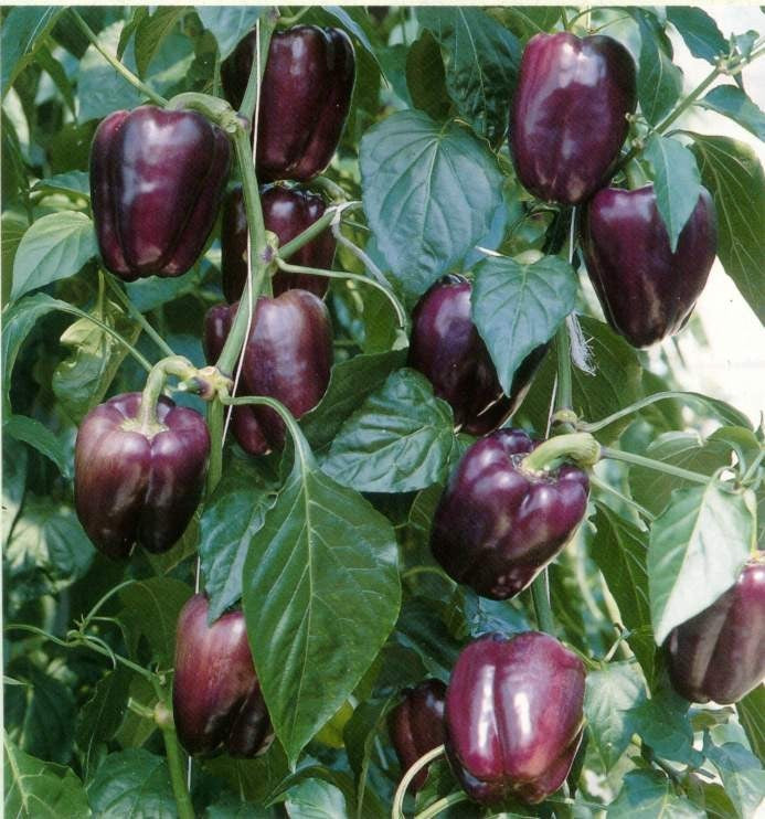 Purple Beauty Sweet Pepper