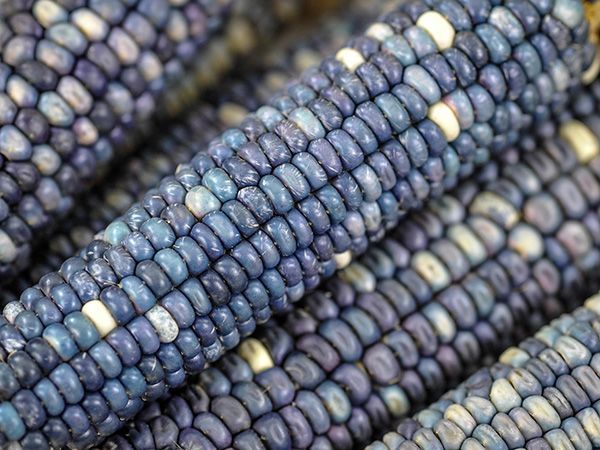 Hopi Blue Corn Seeds