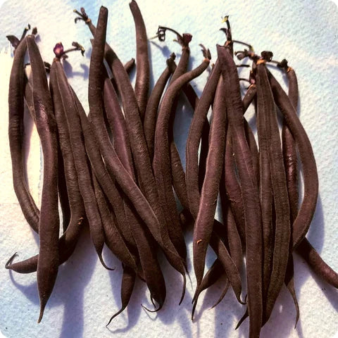 Velour Bush Beans Seeds