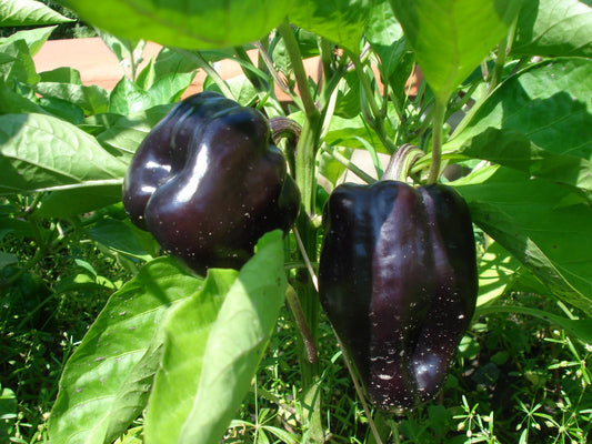 Mulato Isleno Poblano