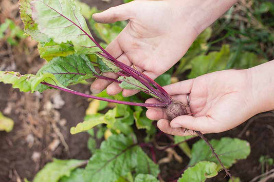 Baby Beet Seeds