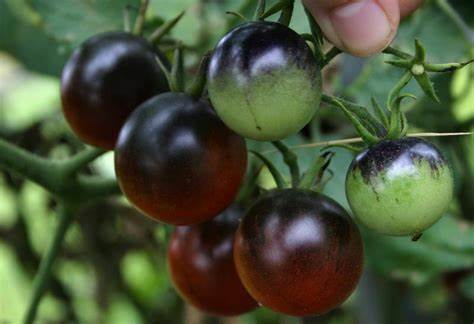 Midnight Snack Tomato
