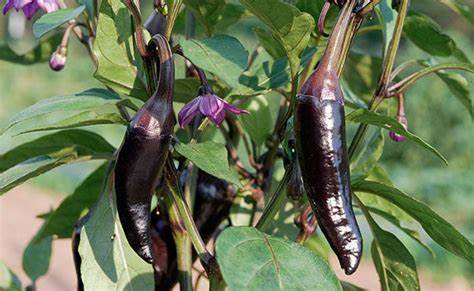 Purple Jalapeno Pepper