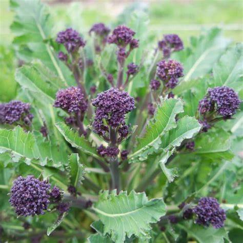 Purple-sprouting Broccoli