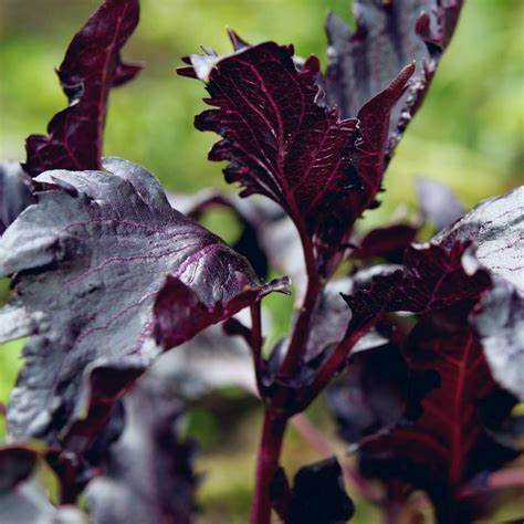 **RARE** Purple Ruffles Basil