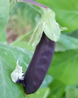 Purple Mist Snow Pea Seeds