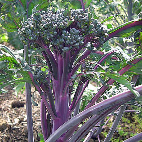 Purple Peacock Broccoli