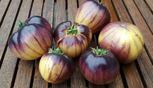 Great White Blue Tomato