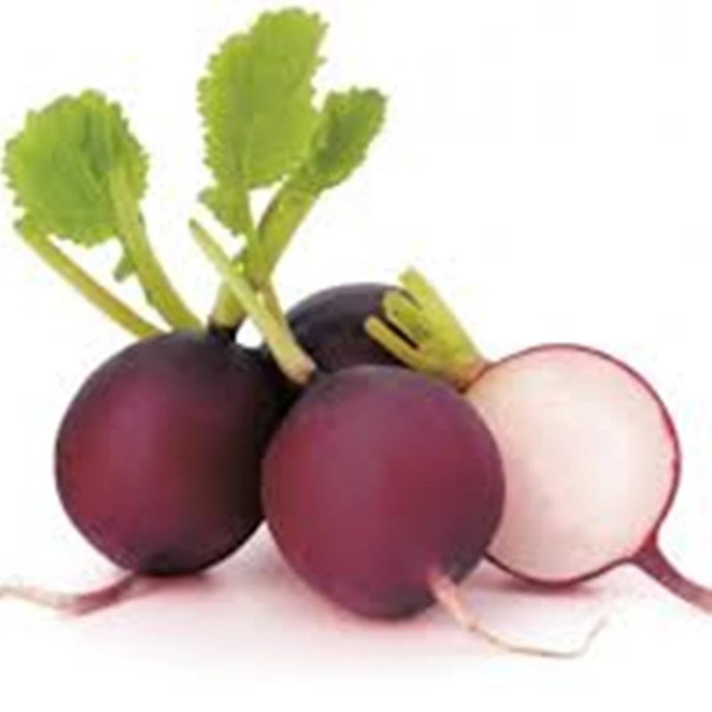 (Viola) Vividly Purple Radish Seeds