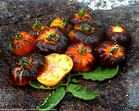 Yellow Dragon Tomato