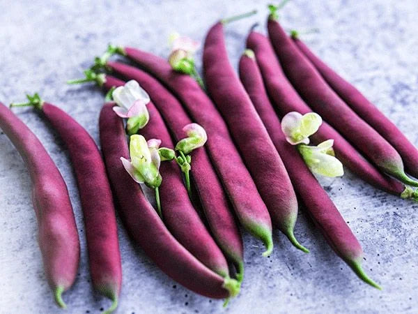 Red Swan Bush Bean Seeds