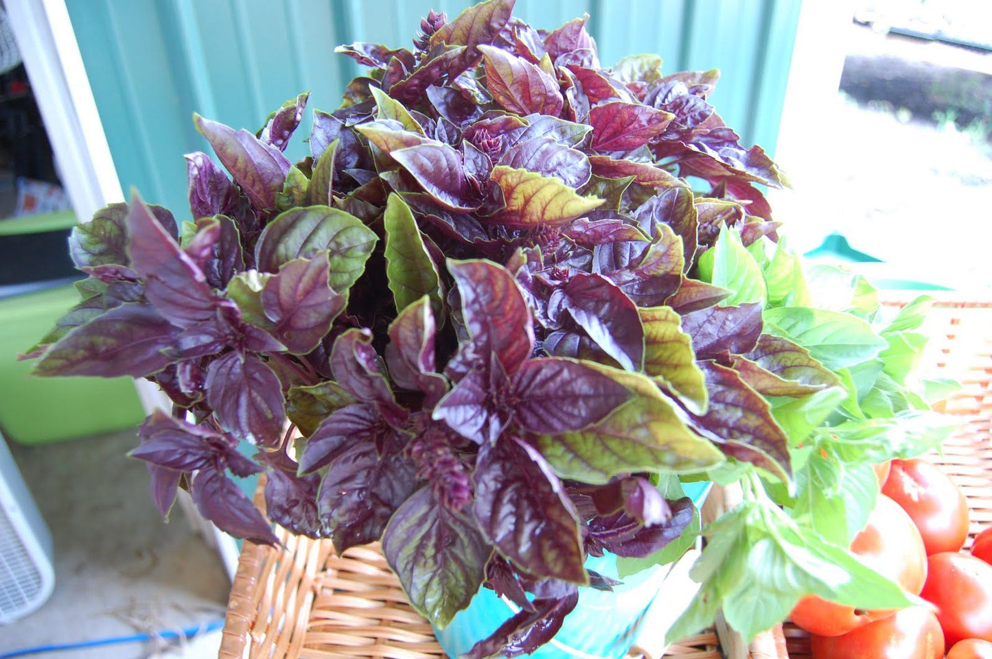 Red Rubin Basil