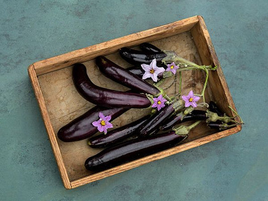 Little Finger Eggplant