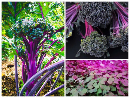 Purple Peacock Broccoli