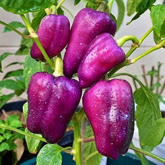 Lilac Bell Sweet Pepper