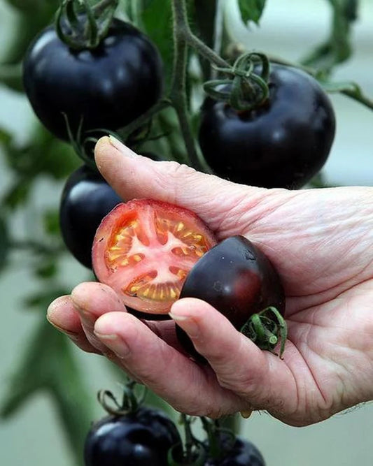 Blue Cherry Tomato