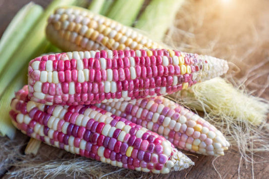 Neon Pink Corn Seeds