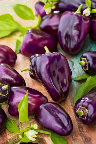 Purple Nokturn Sweet Peppers