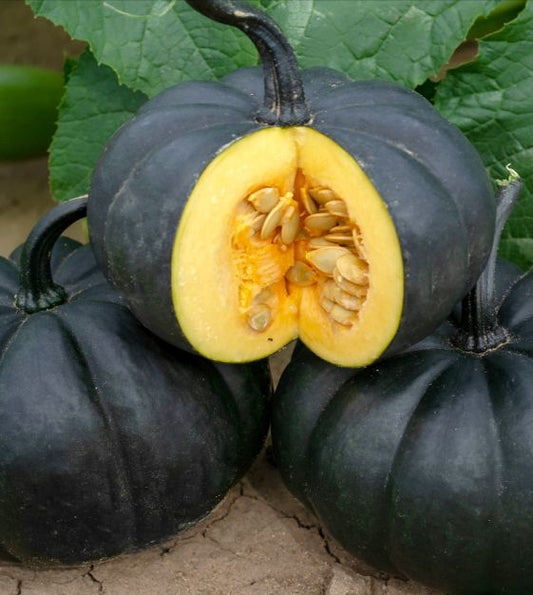 **RARE** Black Kat Pumpkin Seeds