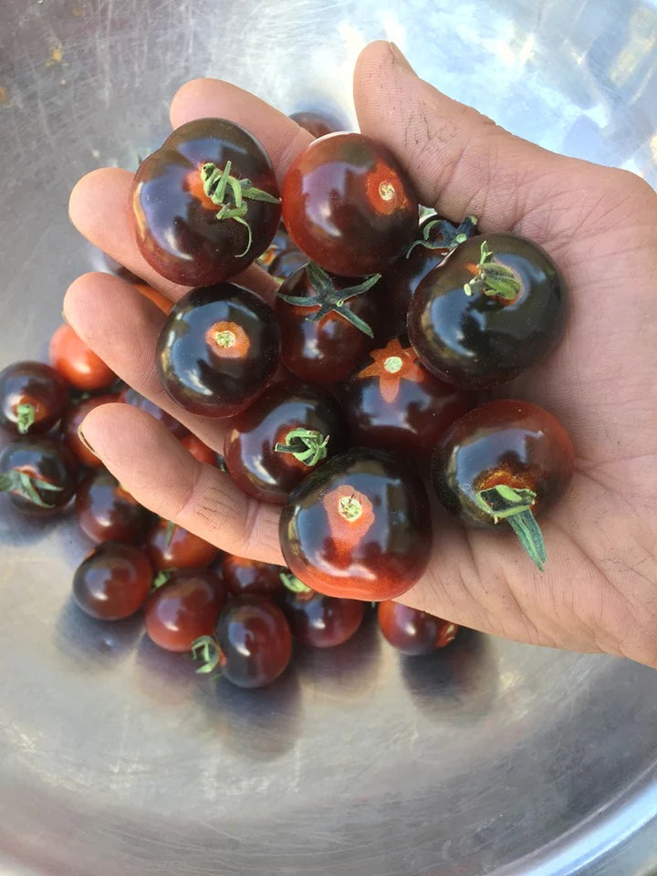 Red Ruby Cherry Tomato