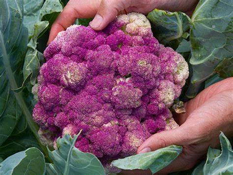 Purple Sicily Cauliflower Seeds