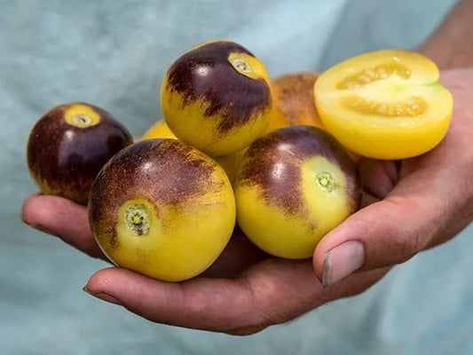 Bosque Blue Bumblebee Tomato