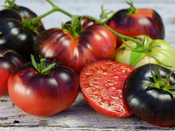 Blue Beauty Tomato